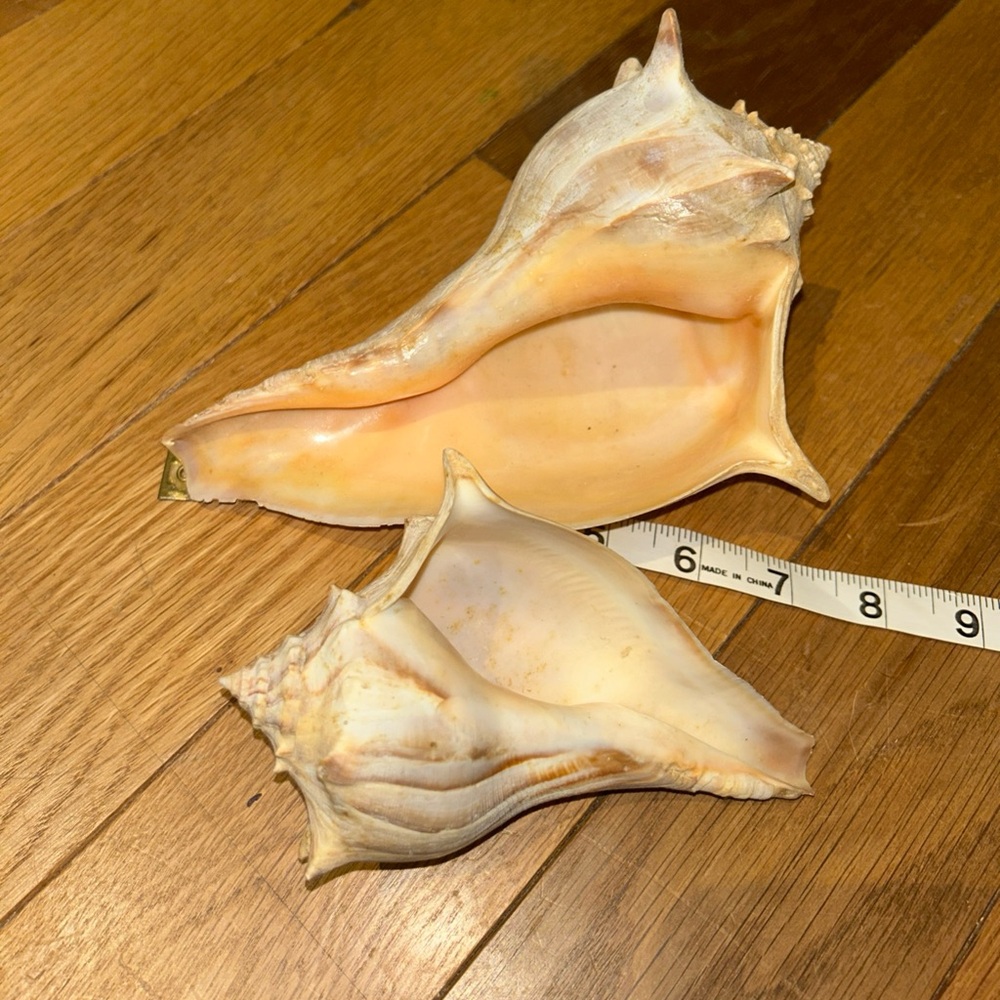 Natural Conch Shells whelk shells. Vintage 40-50* years old.Estate item. Bundle!